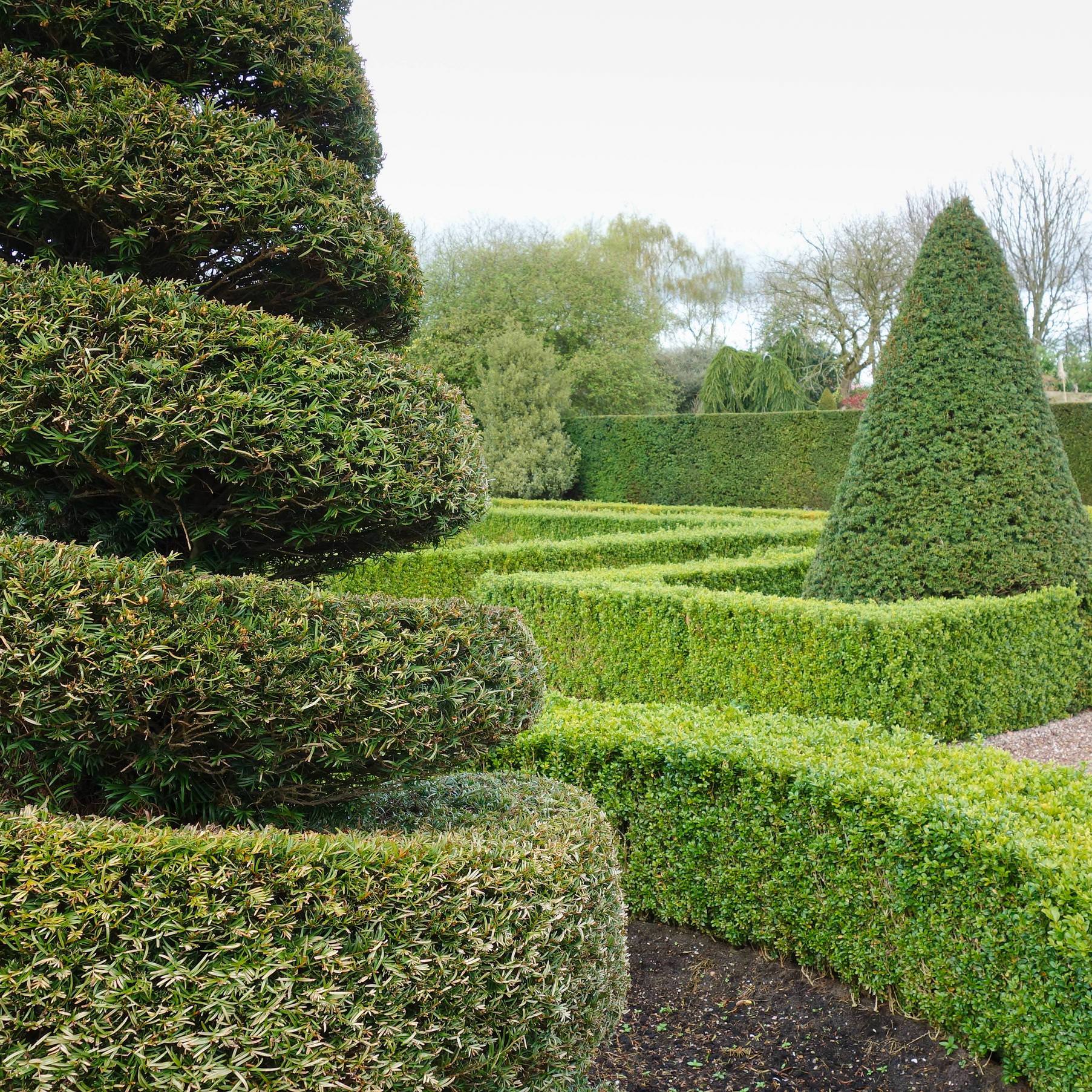 How to make a topiary - Hopes Grove Nurseries