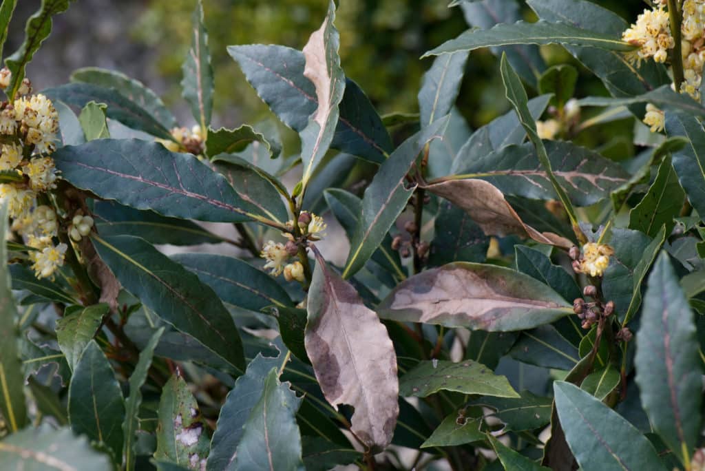 Pests, Diseases and Other Problems with Laurel Hedge Plants  Hopes