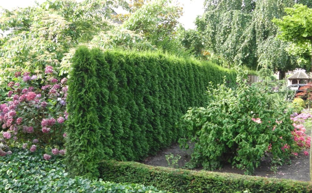 Best Hedging Plants For Shade