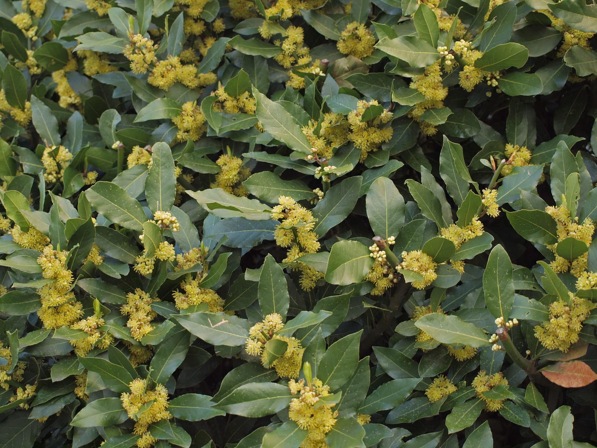 Buy Bay Laurel Hedge Plants Laurus Nobilis Hedges Bay Laurel Hedging