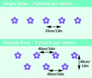 spotted Laurel hedging plant spacing chart