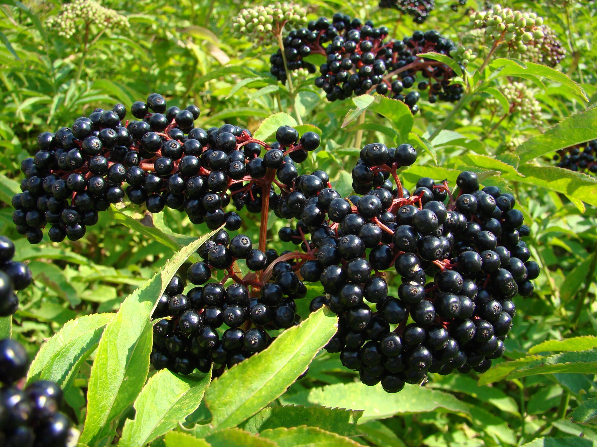 Hedges With Berries Hedging Plants With Berries Berried Hedging