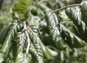 Green beech hedge plant with beech aphid symptoms