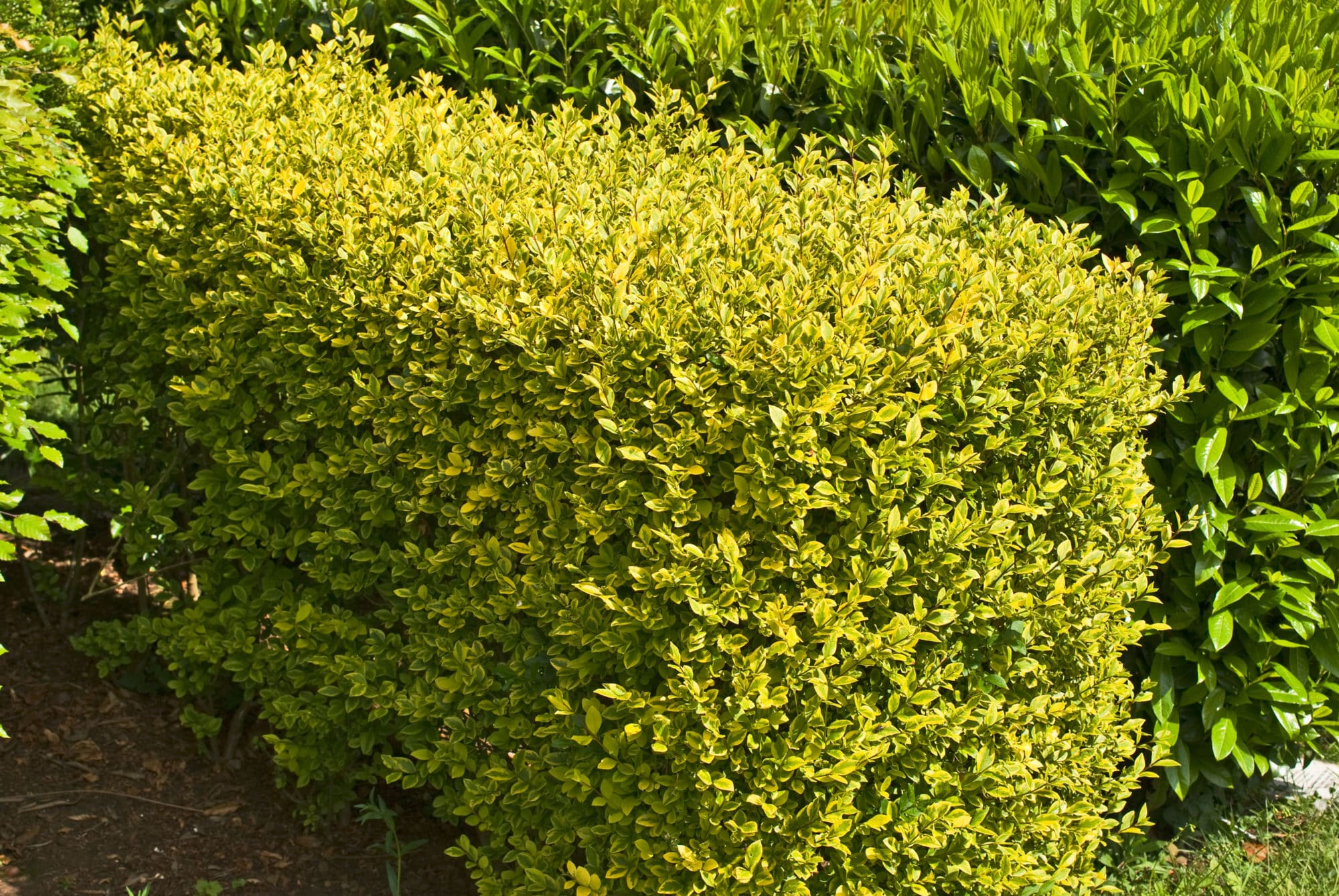 Бирючина круглолистная `Ауреа` (Ligustrum ovalifolium 'Aureum')