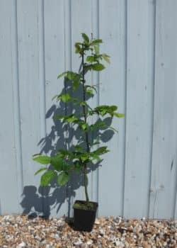 Hornbeam Hedging Plants (Carpinus betulus) - Hopes Grove Nurseries