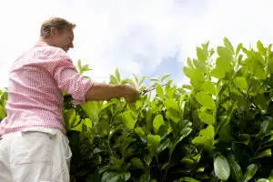 Trimming a laurel hedge