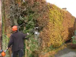 Reducing an overgrown Beech hedge