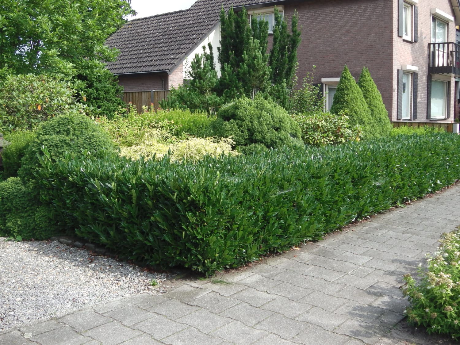 Small Hedges Low Ornamental Hedging Small And Dwarf Hedge Plants