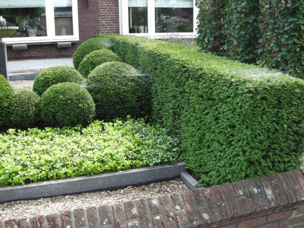 Small Hedges Low Ornamental Hedging Small And Dwarf Hedge Plants