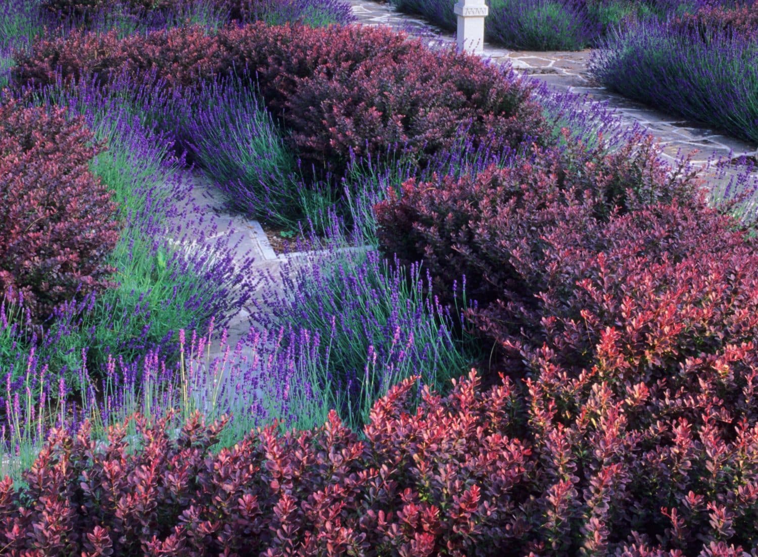 Small Hedges Low Ornamental Hedging Small And Dwarf Hedge Plants