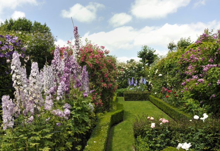 Small Hedges Low Ornamental Hedging Small And Dwarf Hedge Plants