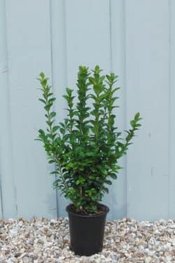 Common Box Hedging Plants - Buxus sempervirens Hedge - Common Box Hedges