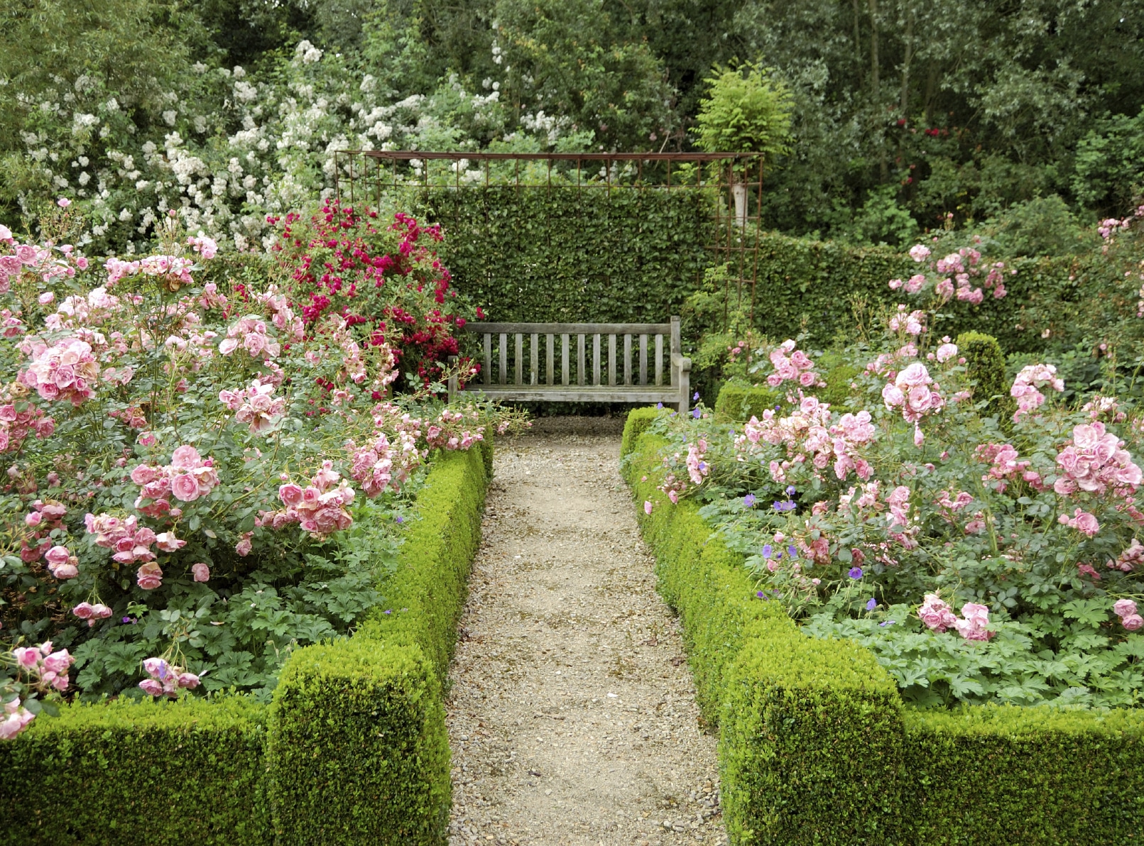 Small Hedges Low Ornamental Hedging Small And Dwarf Hedge Plants