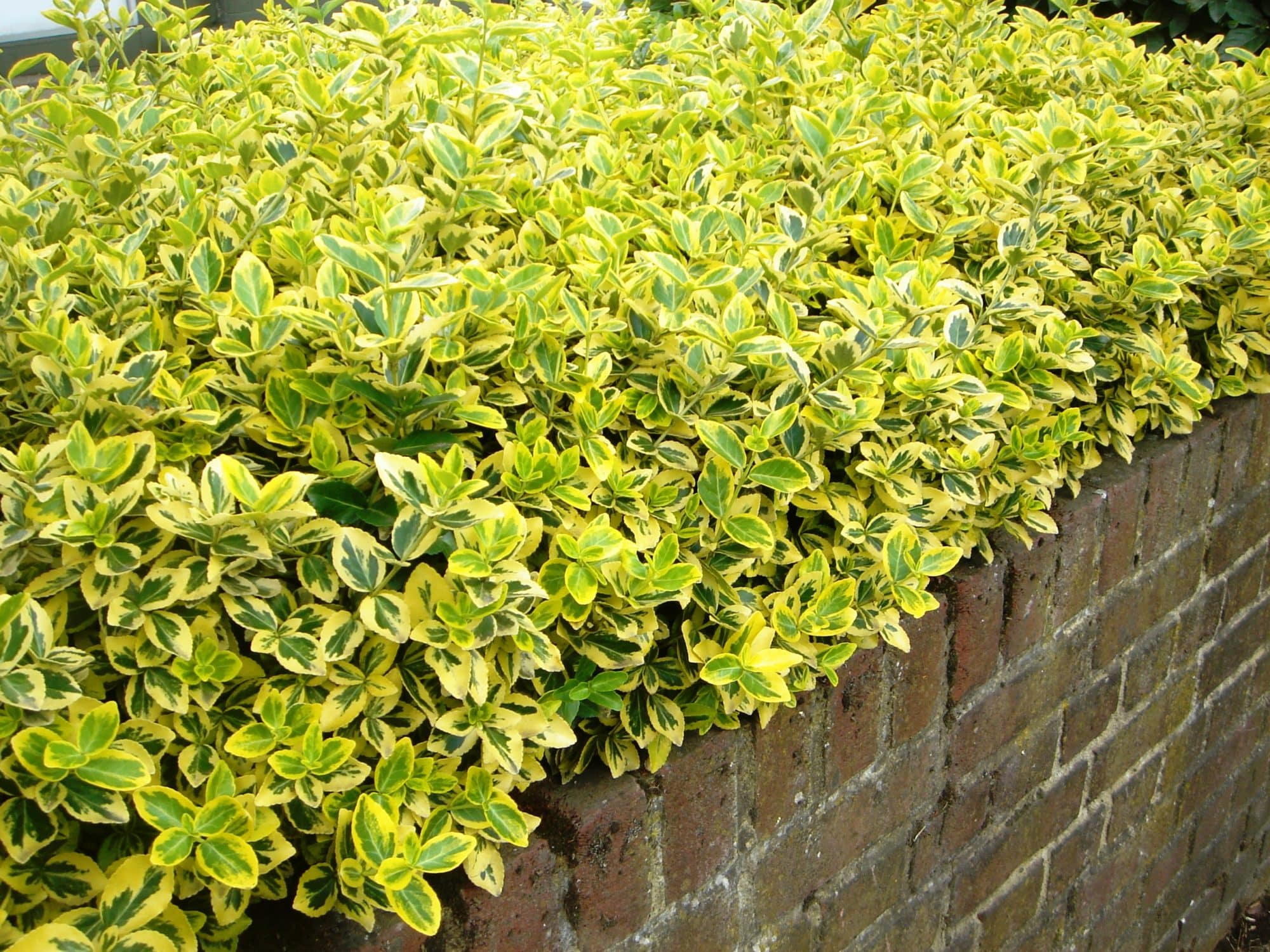 Drought Resistant Hedging - Dry Area Hedges - Dry Site Hedging Plants