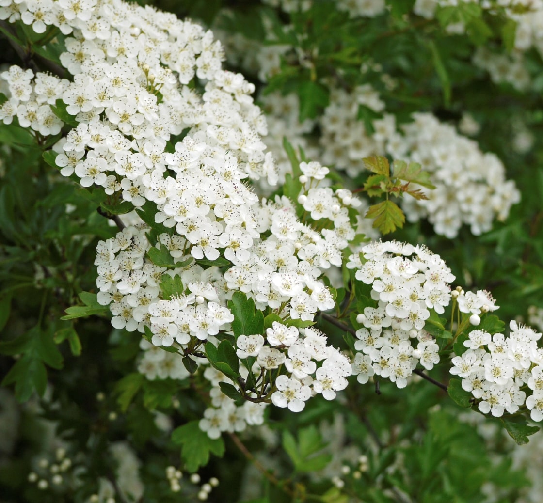 Hedges For Clay Soil - Wide Selection Of Hedging Plants