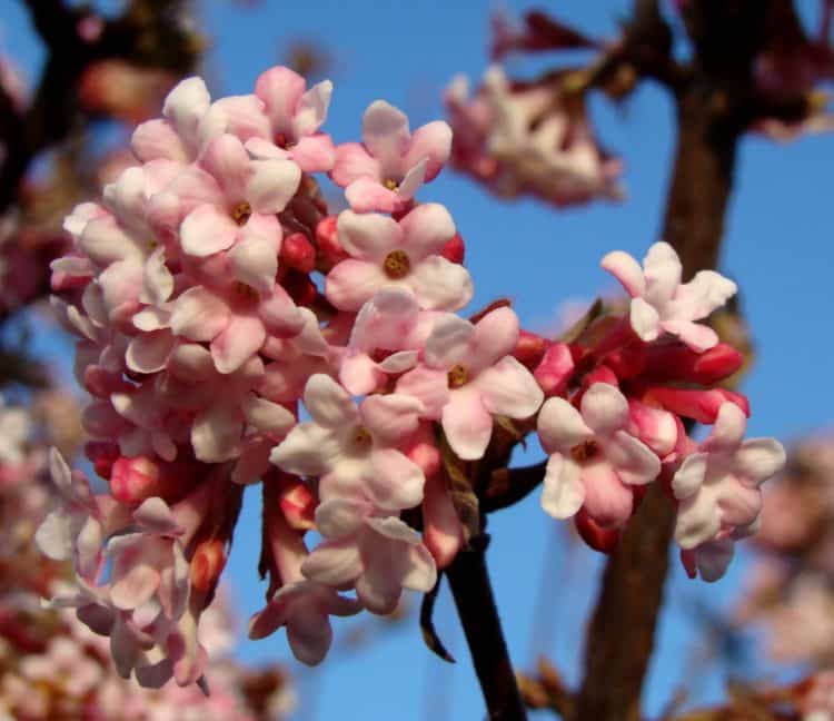 Scented Hedging - Hedges With Fragrant Flowers - Fragrant Hedge Plants