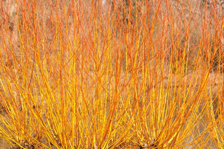 Hedging For Wet Sites - Hedge Shrubs: Wet Soil - Hedges For Wet Ground