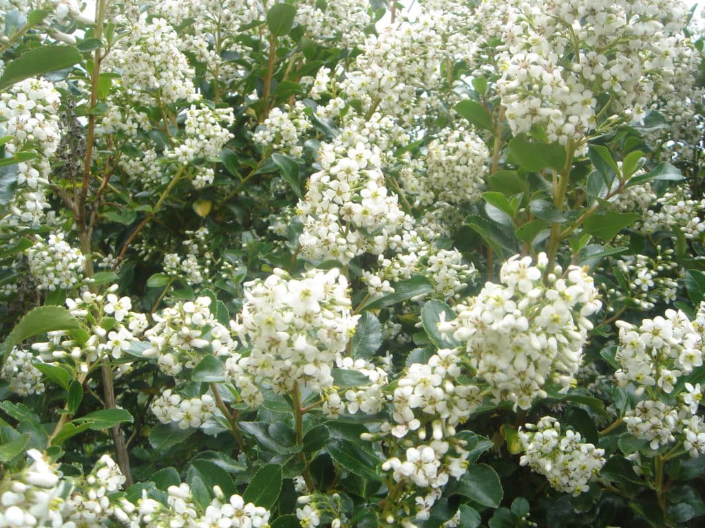 Buy Escallonia Iveyi 'White Escallonia' Hedging | Hopes Grove Nurseries