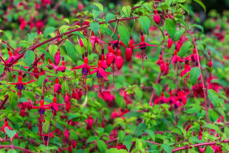 Buy Hardy Fuchsia (Fuchsia Magellanica) or Hummingbird Fuchsia Hedging