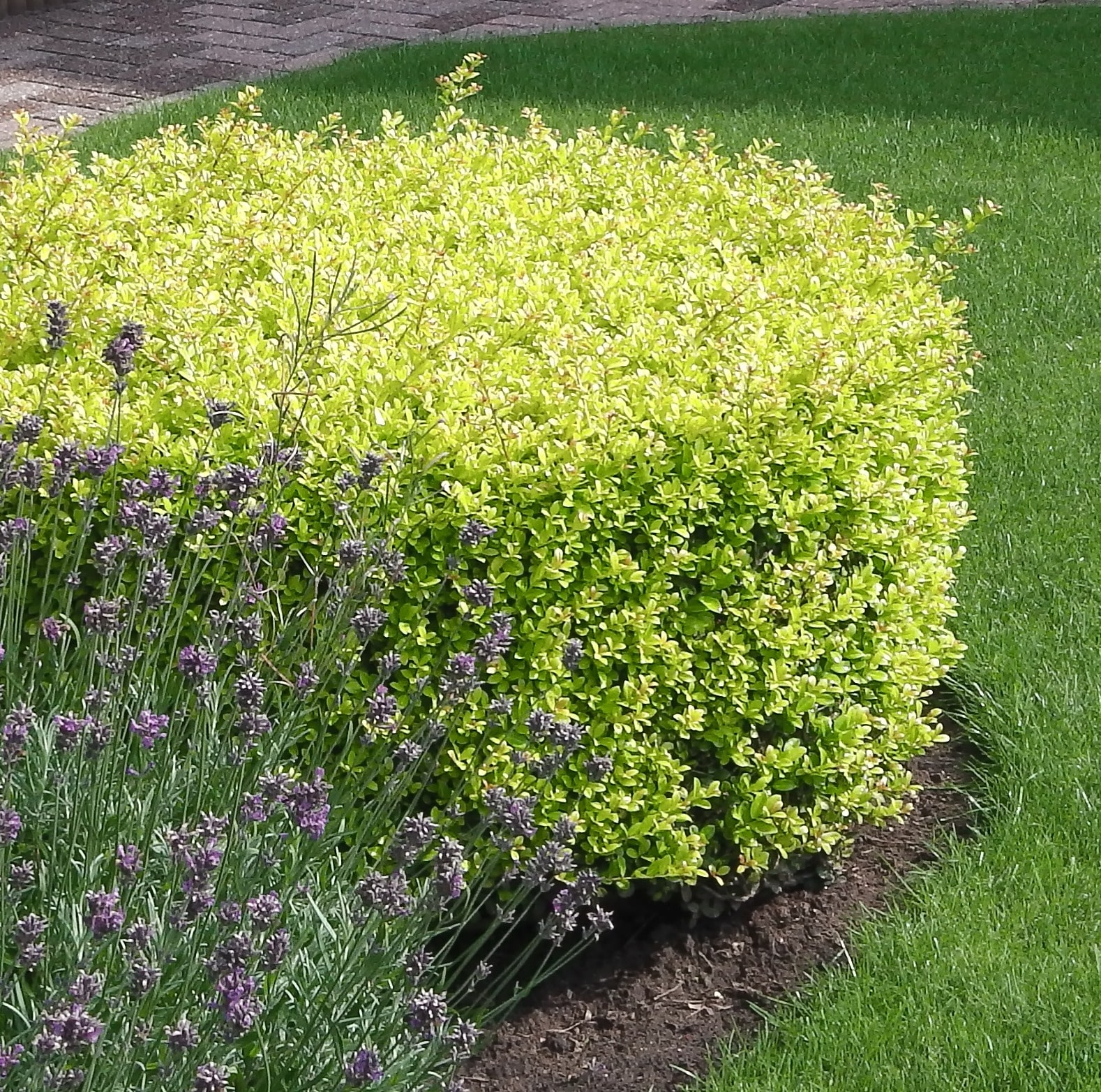 Buy Ilex Crenata Hedge - Japanese Holly Hedging | Hopes Grove Nurseries