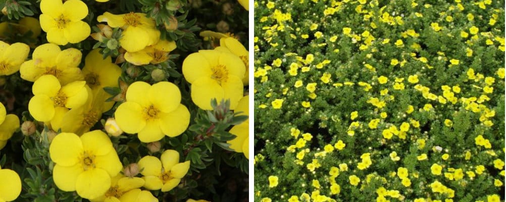 Pruning Potentilla Fruticosa - Hopes Grove Nurseries