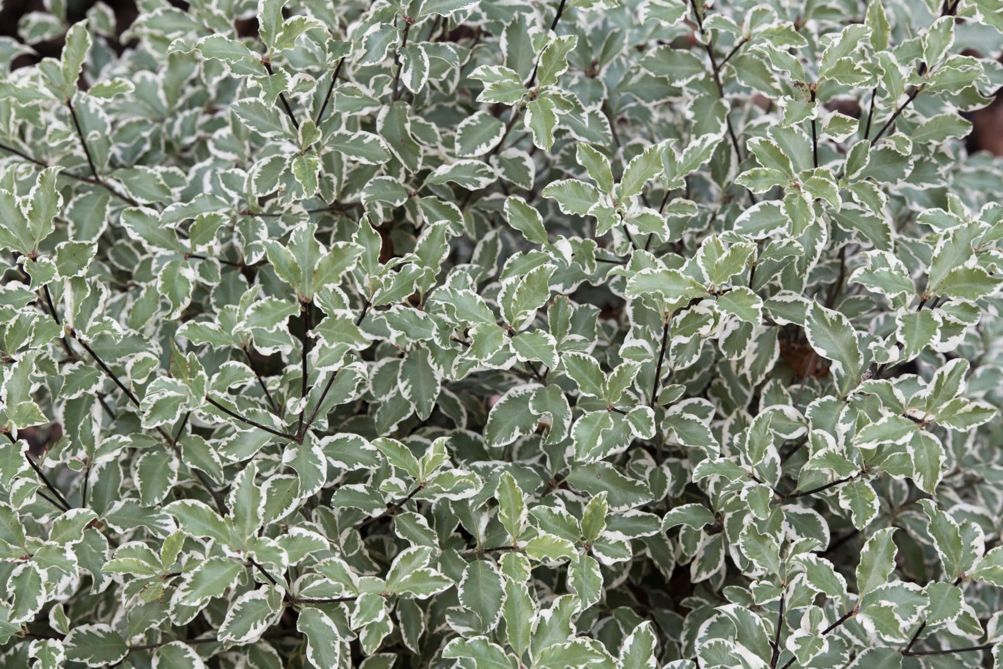 Buy Pittosporum Tenuifolium Variegatum | Hedging Plants by Hopes Grove ...