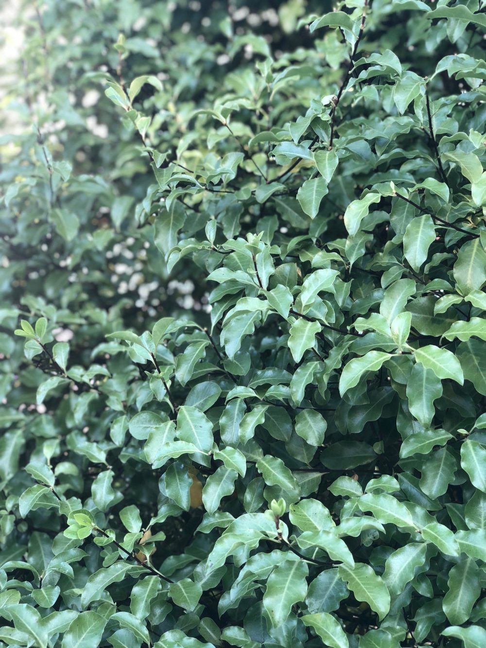 Buy Pittosporum Tenuifolium Hedging And Shrubs Hopes Grove Nurseries 1082