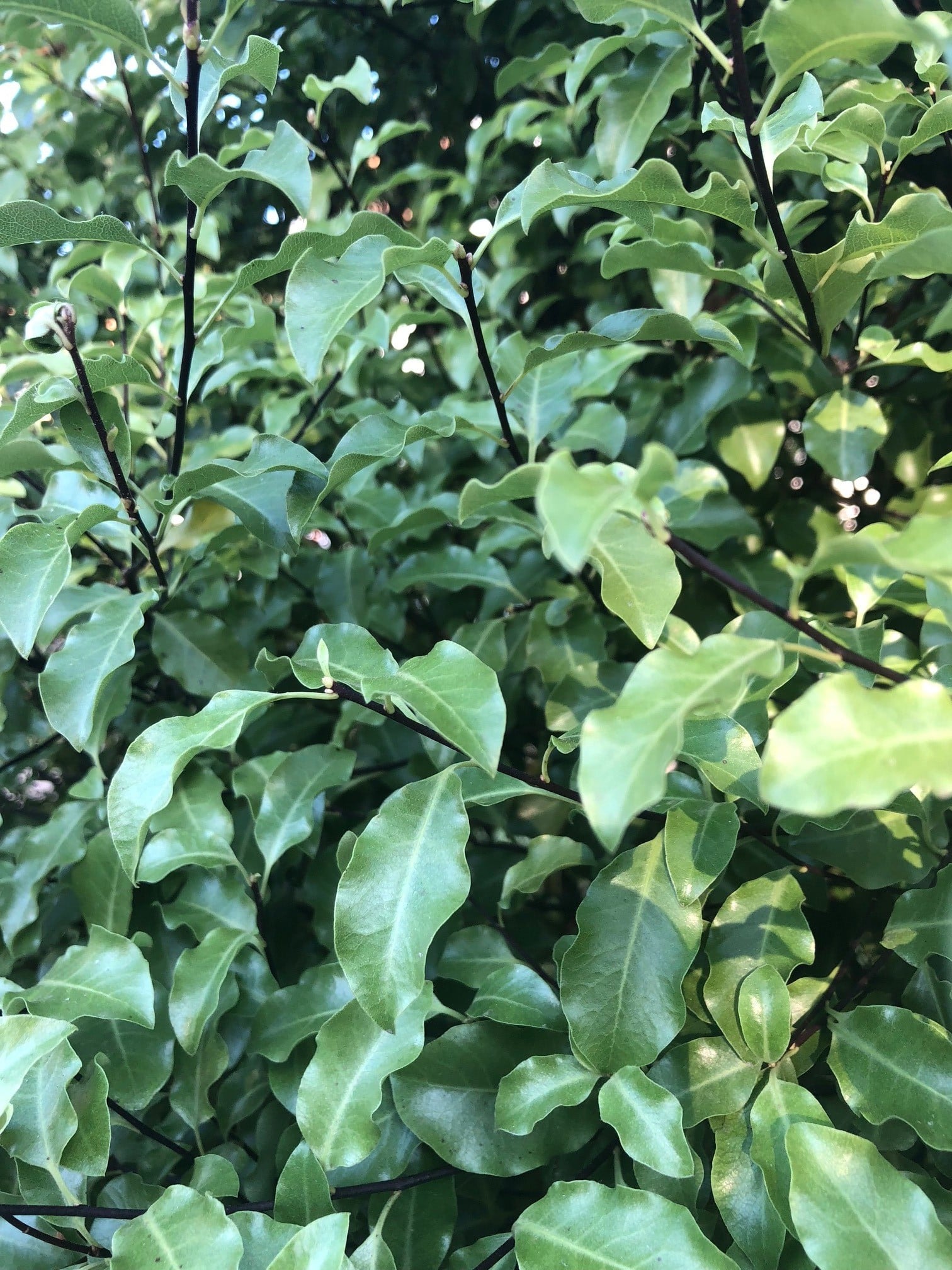 Buy Pittosporum tenuifolium - Hedging & Shrubs | Hopes Grove Nurseries