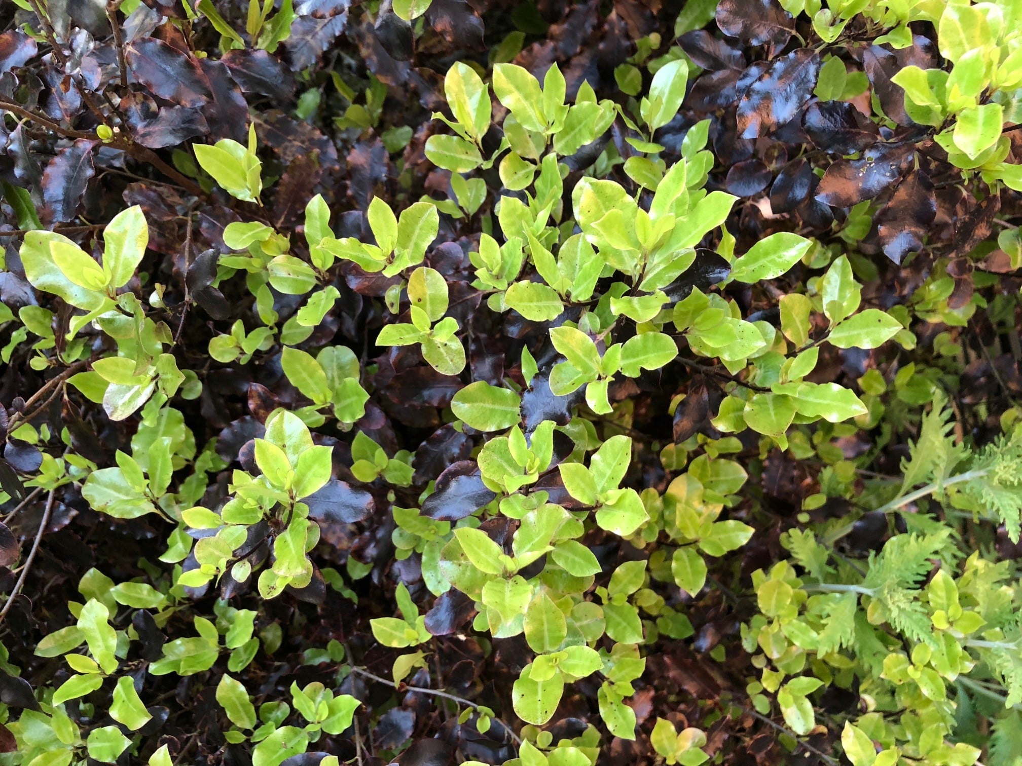 Tom Thumb Plant (Pittosporum Tenuifolium) | Hedging by Hopes Grove ...