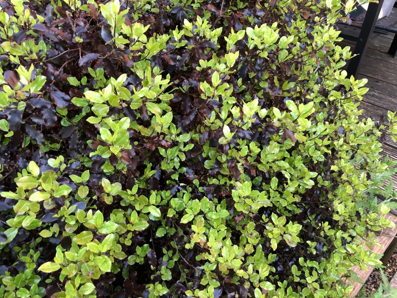 Tom Thumb Plant (Pittosporum Tenuifolium) | Hedging by Hopes Grove ...