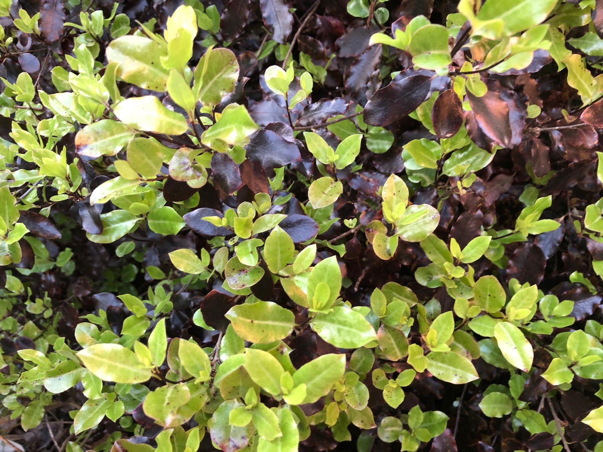 Tom Thumb Plant (Pittosporum Tenuifolium) | Hedging by Hopes Grove ...