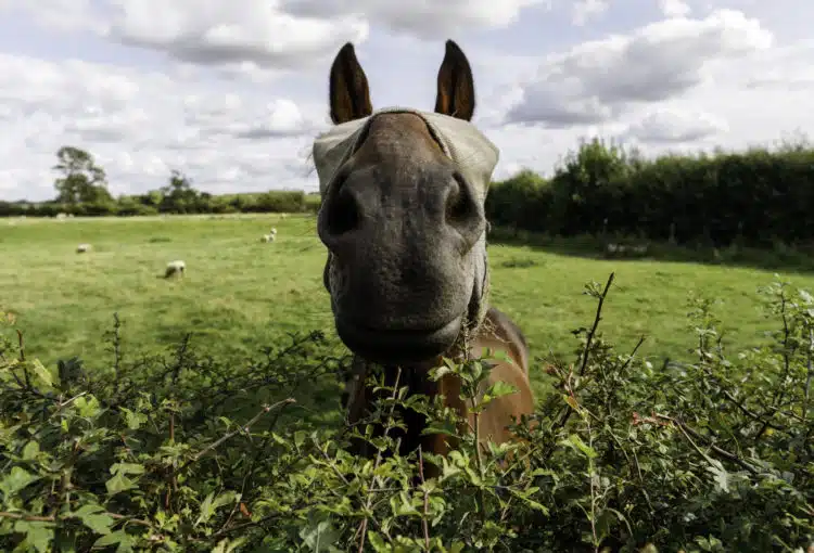 horse in field behind stockproof hedge