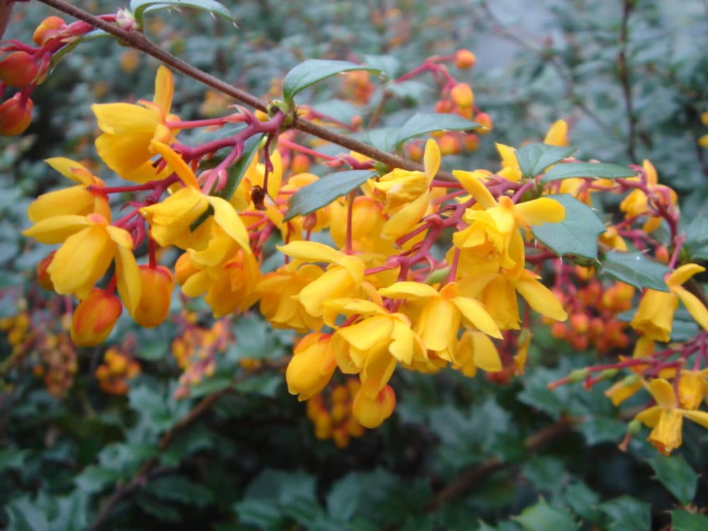 Buy Berberis Darwinii Hedge (Berberis Evergreen Hedge) & Evergreen BarBerry