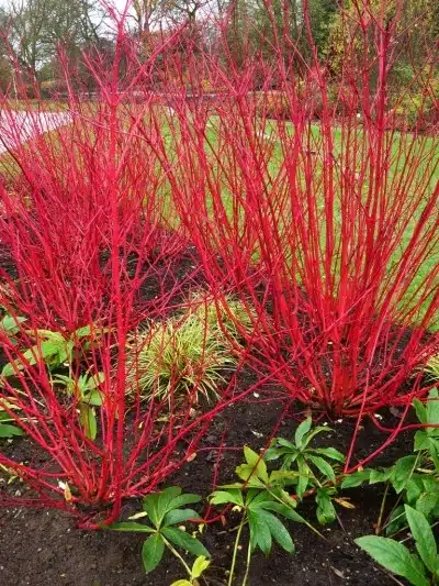 red stem dogwood winter stems