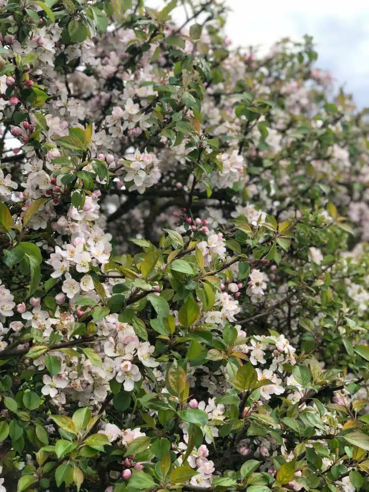 hedge of wild crabapple in flower