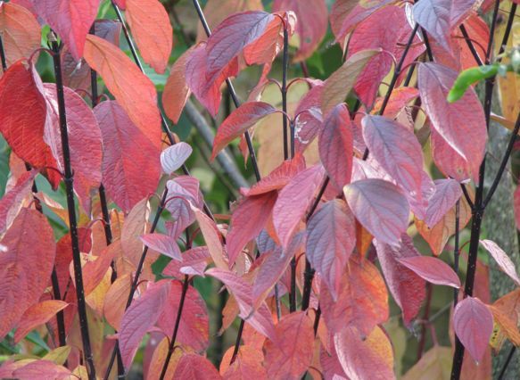 Buy Cornus Alba Kesselringii Black Stemmed Dogwood | Hopes Grove Nurseries