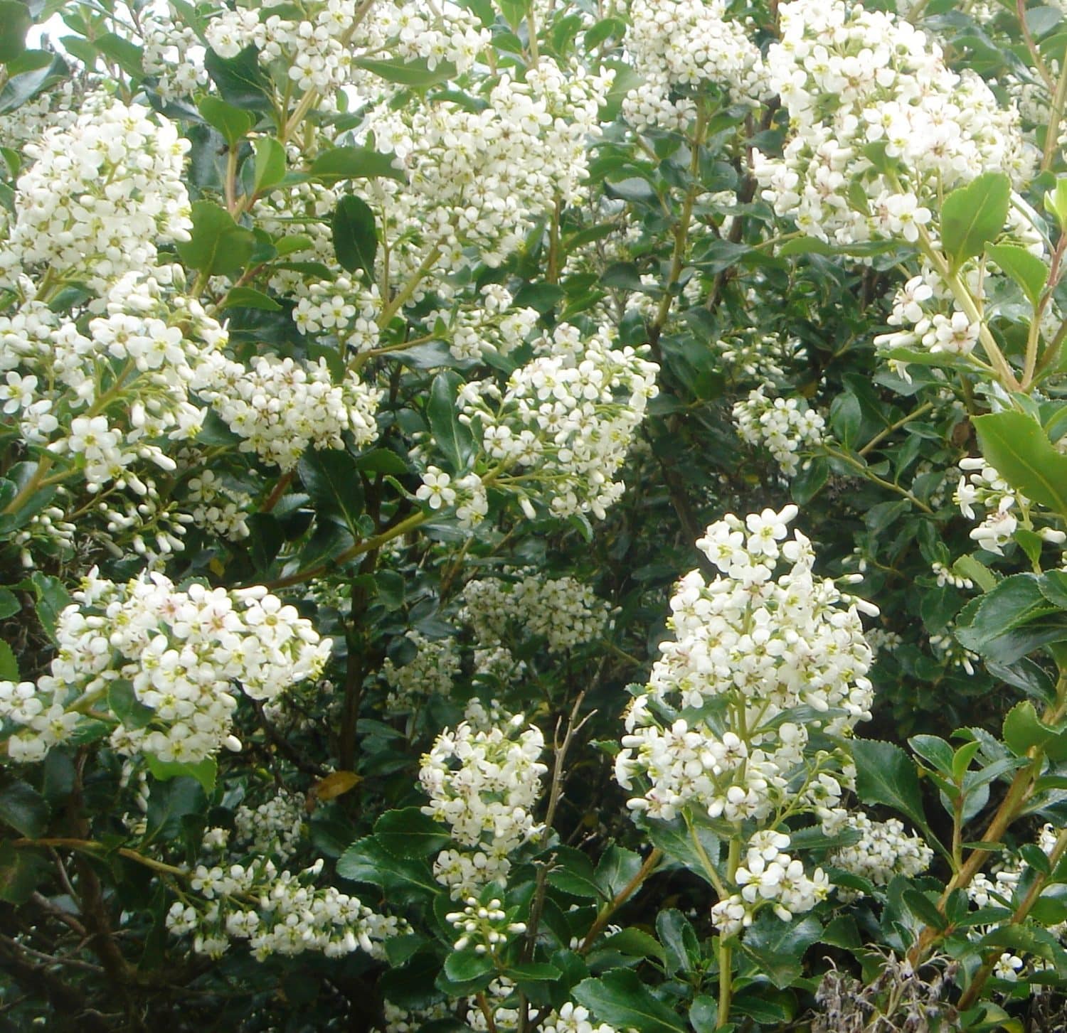 Buy Escallonia Hedging Plants | Browse our species from Hopes Grove ...