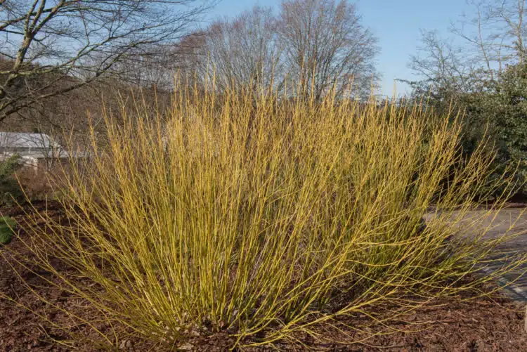 group of yellow stem dogwood cornus stolonifera flaviramea