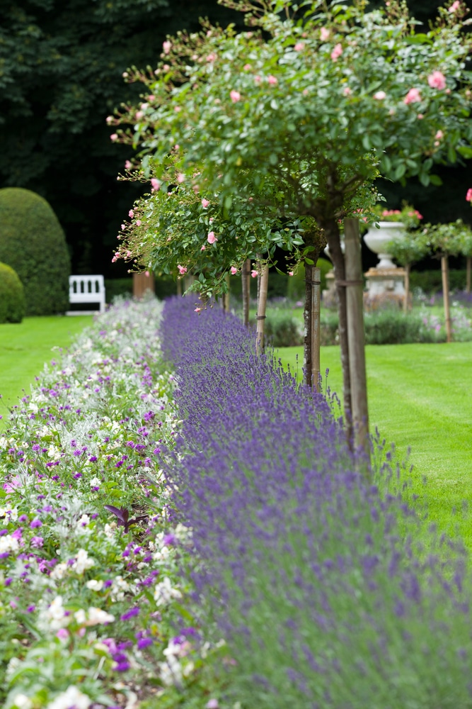 Buy Lavender Hidcote Hedge Plants | Lavender Hicote Hedging | Lavandula ...