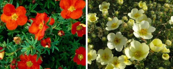 Pruning Potentilla Fruticosa - Hopes Grove Nurseries