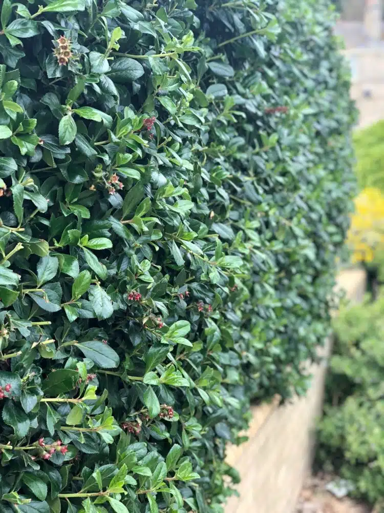 red escallonia hedge