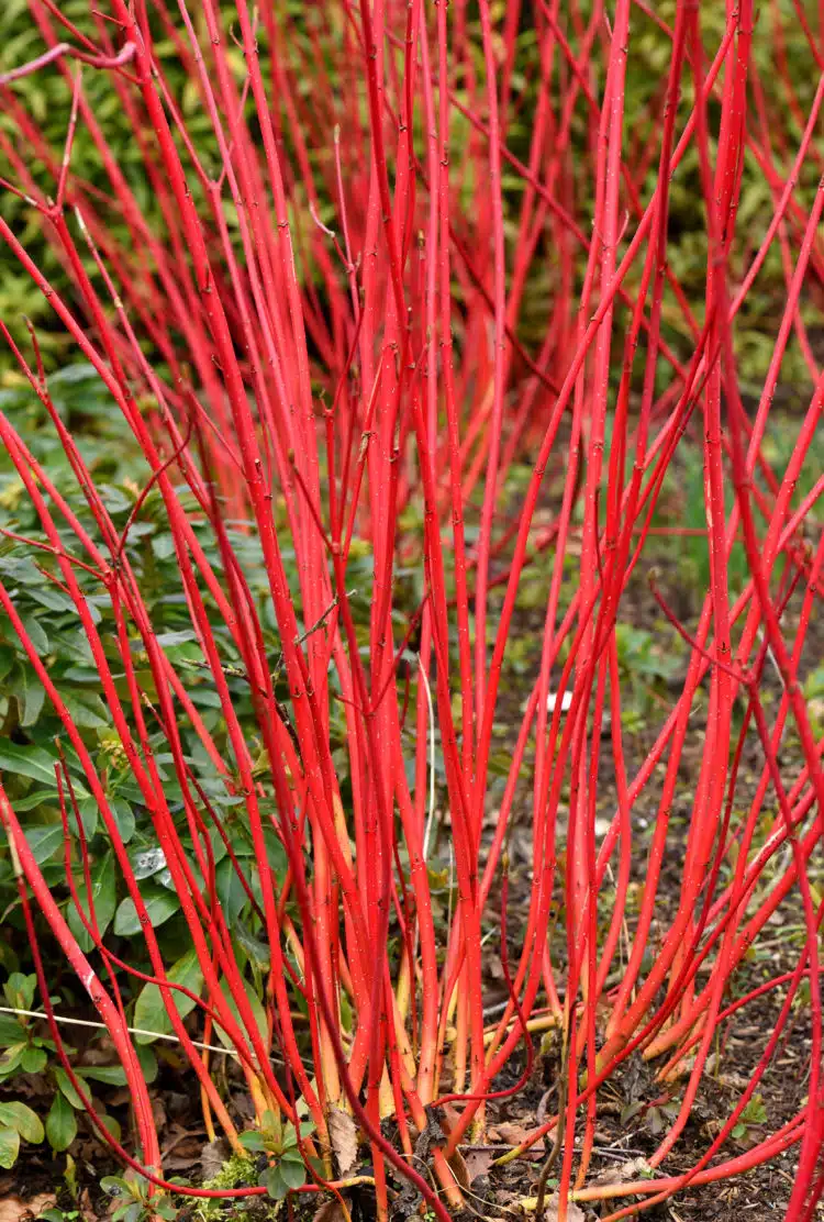 close up of red bark on cornus alba sibirica