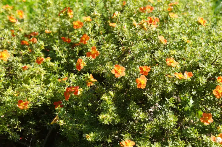 flowering red ace potentilla hedge