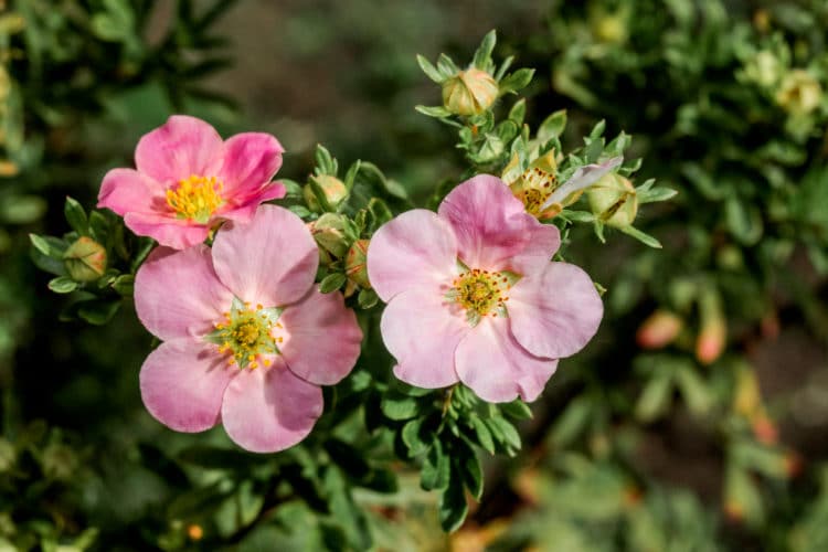 Buy Pink Potentilla | Potentilla Fruticosa Pink Queen Hedging Plants