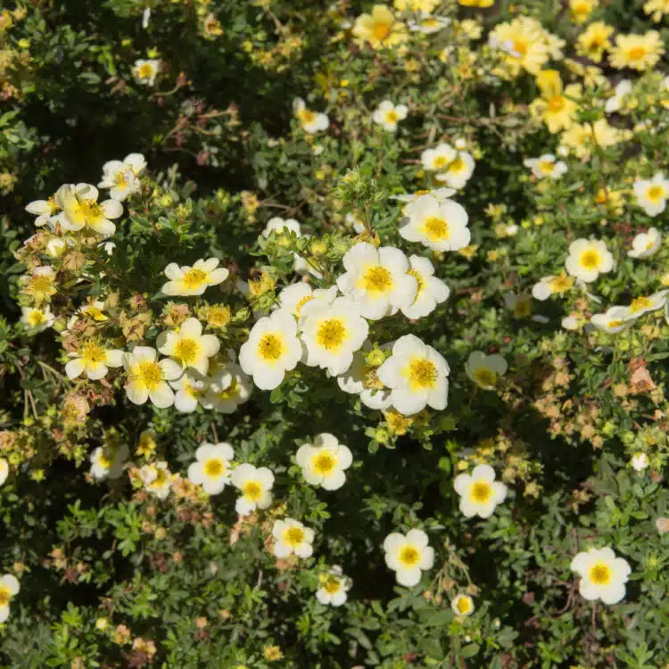 potentilla primrose hedge in flower