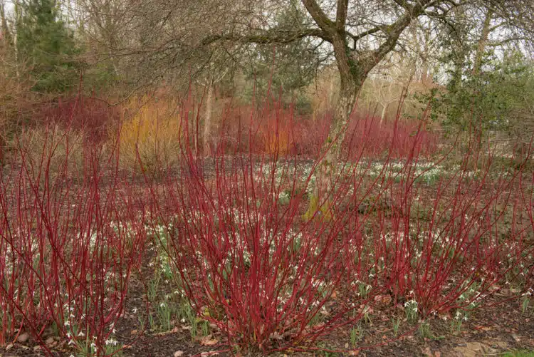 drift of red stem dogwood