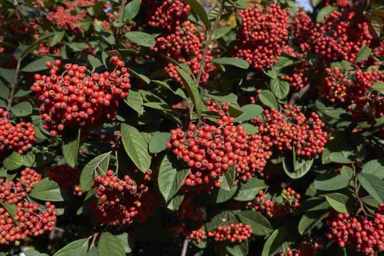 cotoneaster hedge with berries