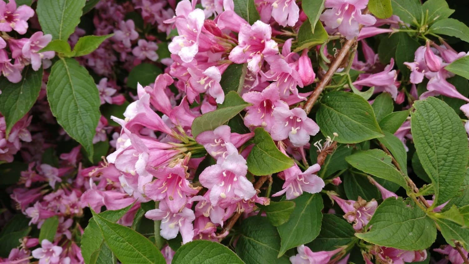 Buy Weigela Florida | Weigela Rosea - Hedging & Shrubs | Hopes Grove ...