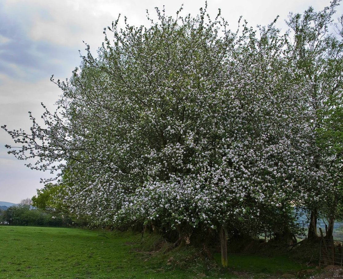 Яблоня лиственное дерево. Яблоня Лесная Malus Sylvestris. Яблоня Лесная (Дикая) (Malus Sylvestris). Высота дикой яблони.