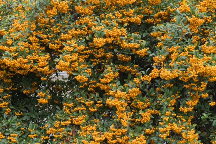 yellow pyracantha hedge